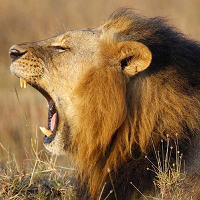 Hình ảnh sư tử giận dữ tiết lộ những áp lực bạn đang gánh chịu