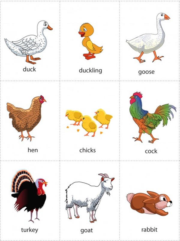 Bộ flash card học Tiếng Anh