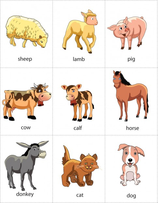 Hướng dẫn cách học từ vựng tiếng anh bằng flashcard