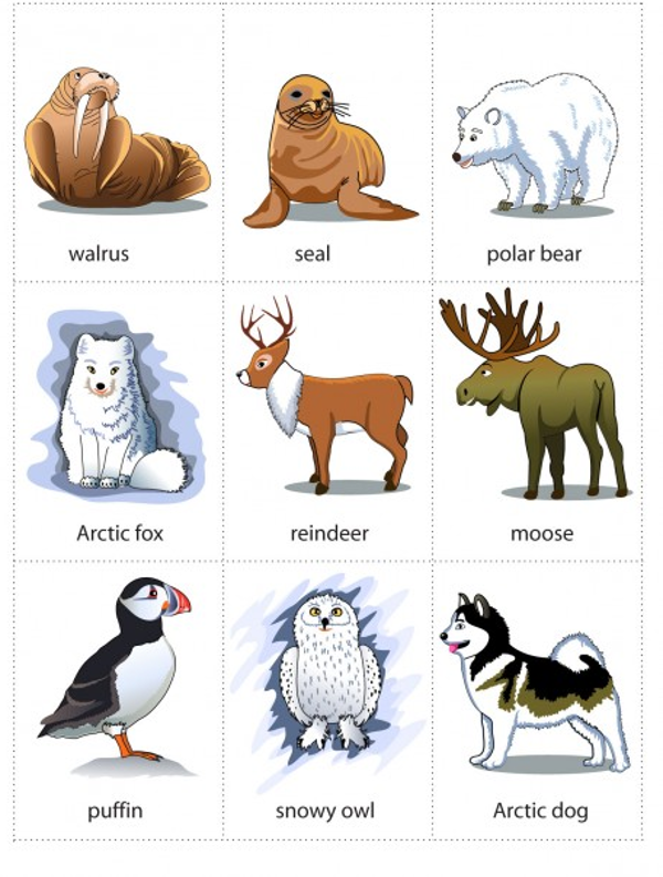 Học từ vựng với flashcard như thế nào?