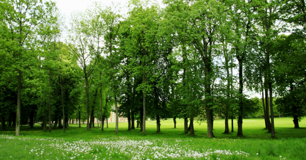 Luyện nghe chép chính tả: Trees in the Forest