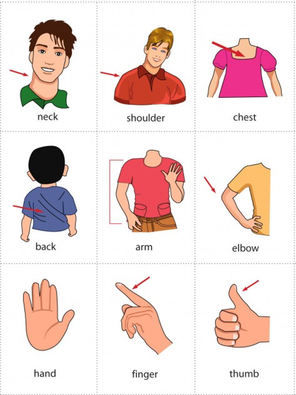 Từ vựng các bộ phận trong cơ thế người Tiếng Anh