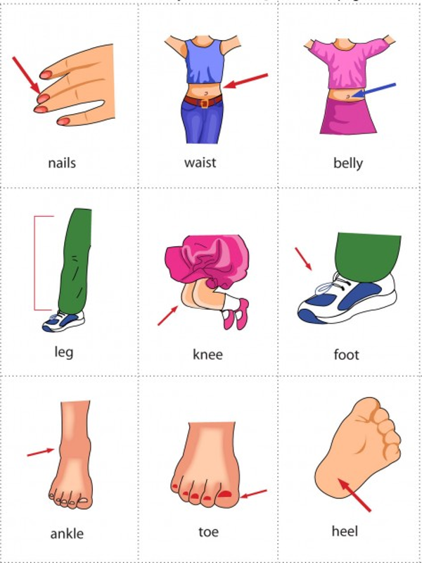 Học từ vựng tiếng Anh bằng hình ảnh