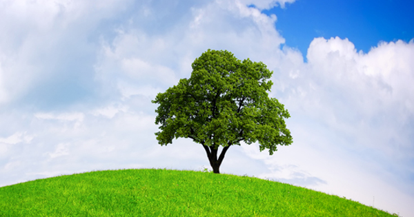 Tổng hợp câu hỏi và bài mẫu IELTS Writing Task 2 chủ đề Môi trường