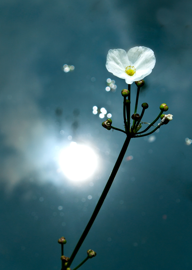 Cảm nghĩ về tác phẩm Tĩnh dạ tứ