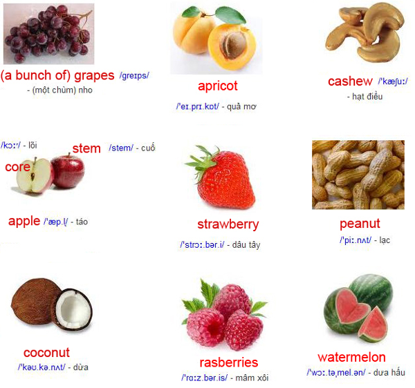 Từ vựng tiếng anh chỉ tên các loài quả, loài hoa thông dụng