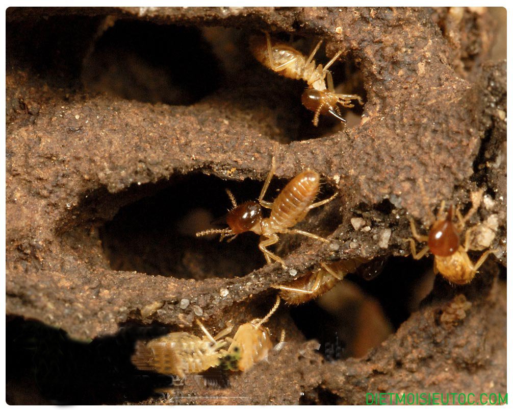 Loài mối - một trong những loại côn trùng sống dưới lòng đất