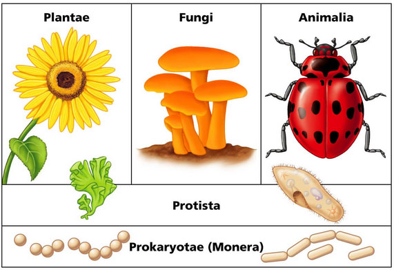 Giải bài tập trang 12, 13 SGK Sinh học lớp 10: Các giới sinh vật Giải bài tập trang 12, 13 SGK Sinh học lớp 10: Các giới sinh vật