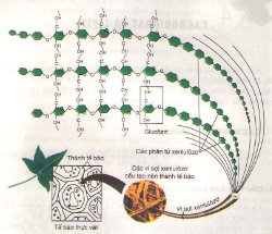 Giải bài tập trang 22 SGK Sinh học lớp 10: Cacbohiđrat và lipit