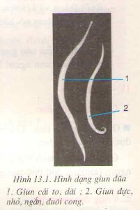 Giải bài tập 1, 2, 3 trang 49 SGK Sinh 7