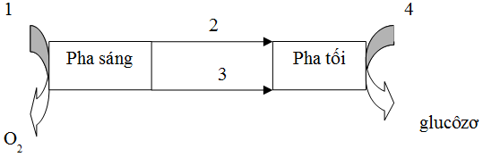 Đề thi học kỳ I môn Sinh học lớp 11