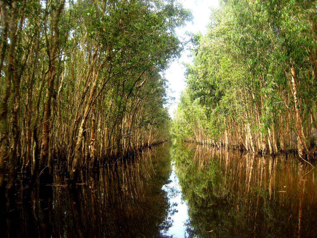 Thuyết minh về vai trò của cây cối bảo vệ môi trường sống