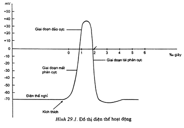 Giải bài tập trang 120 SGK Sinh học lớp 11