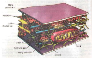 Giải bài tập trang 46 SGK Sinh học lớp 10: Tế bào nhân thực (tiếp theo)