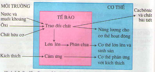 Bài tập môn Sinh học lớp 8