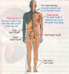 Bài tập môn sinh học lớp 8