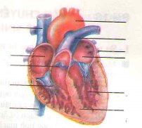 Bài tập môn Sinh học lớp 8 Bài tập môn Sinh học lớp 8