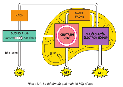 Giải bài tập trang 66 SGK Sinh học lớp 10: Hô hấp tế bào
