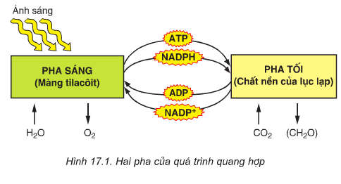 Giải bài tập trang 70 SGK Sinh học lớp 10: Quang hợp