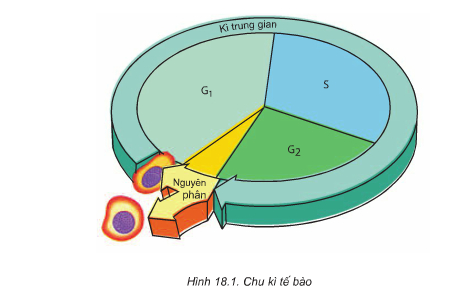 Giải bài tập trang 75 SGK Sinh học lớp 10: Chu kì tế bào và quá trình nguyên phân Giải bài tập trang 75 SGK Sinh học lớp 10: Chu kì tế bào và quá trình nguyên phân