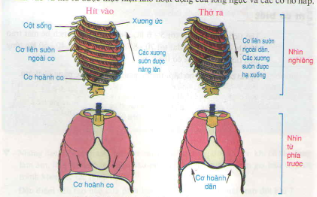 Bài tập môn sinh học lớp 8