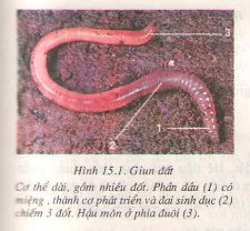 Bài tập môn Sinh học lớp 7