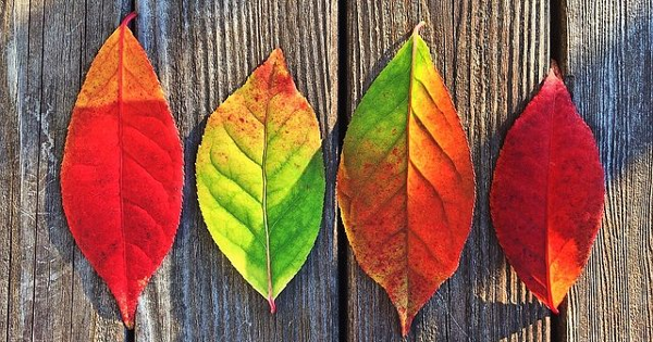 13 quy tắc sử dụng dấu phẩy trong tiếng Anh mà bạn nhất định phải biết