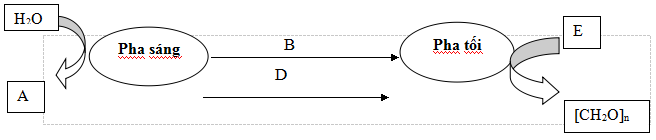 Đề thi học kì 1 môn Sinh học lớp 10