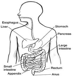 Đề thi Olympic Tiếng Anh lớp 8 vòng 3