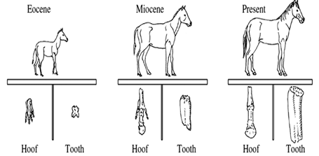 Đề thi Olympic Tiếng Anh lớp 8 vòng 3
