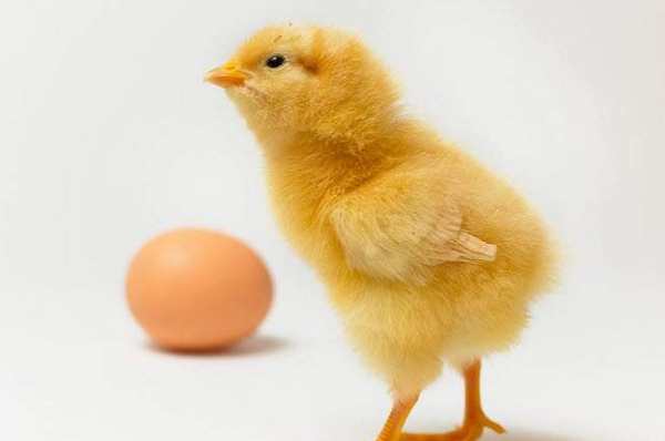 Những câu đố vui hài hước