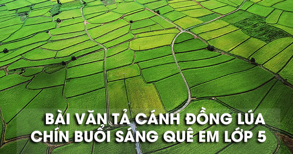 Tả cảnh đồng lúa vào buổi sáng