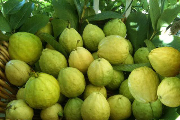 Bình giảng hai khổ thơ đầu trong bài Sang Thu