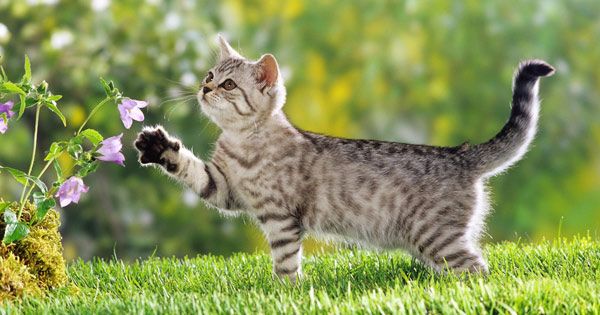 Tả con mèo Tả con chó Tả con gà trống