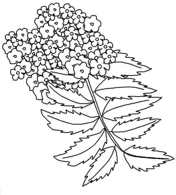 Tranh tô màu bông hoa dành cho bé học mẫu giáo Tranh tô màu bông hoa dành cho bé học mẫu giáo