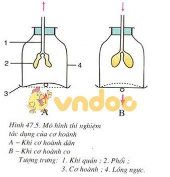 Đề kiểm tra học kì 2 môn Sinh lớp 7 trường THCS Hai Bà Trưng năm học 2016 - 2017