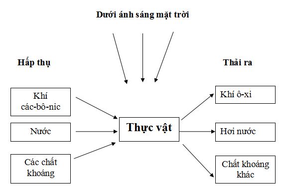 Đề thi học kì 2 môn Khoa học lớp 4