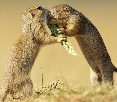 Tóm tắt lý thuyết quần thể sinh vật và mối quan hệ giữa các cá thể trong quần thể