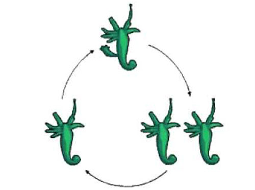 Lý thuyết sinh sản vô tính ở động vật