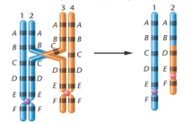 Đề thi thử THPT Quốc gia năm 2017 môn Sinh học