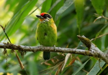 Cảm nghĩ về bài văn Lao xao của Duy Khán