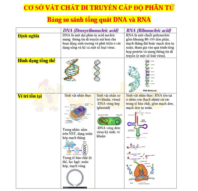 Cơ sở vật chất di truyền cấp độ phân tử