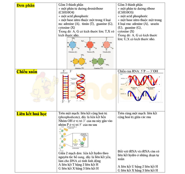 Cơ sở vật chất di truyền cấp độ phân tử
