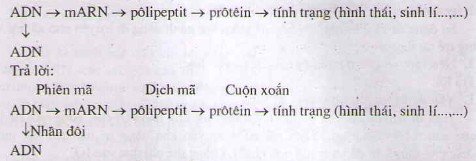 Bài tập Sgk môn Sinh học lớp 12