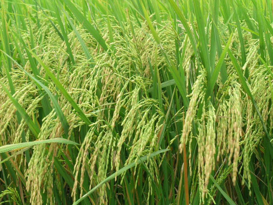dàn ý thuyết minh về cây lúa nước Việt Nam
