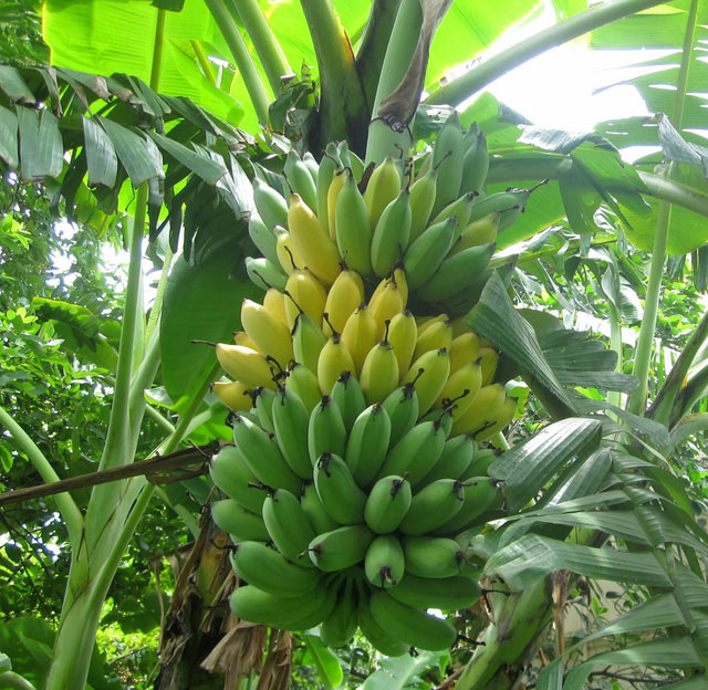 Dàn ý thuyết minh về cây chuối