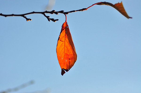  truyện ngắn Chiếc lá cuối cùng của O.Hen-ri