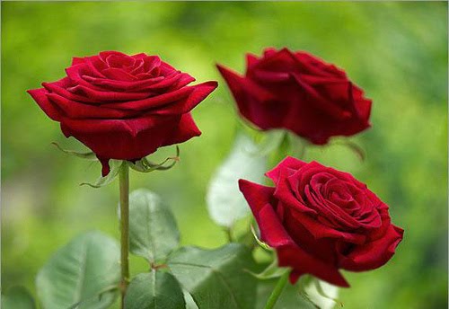 Tưởng tượng cuộc thi của các loài hoa và trong vai một loài hoa em hãy kể lại cuộc thi đó