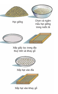 Giải bài tập SGK Công nghệ lớp 7 bài 18: Thực hành: Xác định sức nảy mầm và tỉ lệ nảy mầm của hạt giống