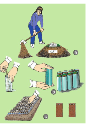 Giải bài tập SGK Công nghệ lớp 7 bài 25: Thực hành: Gieo hạt và cấy cây vào bầu đất